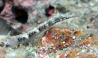 Messmate pipefish - 02/09/12