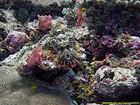 20/10/22 - Human skull scorpion fish - Jardin de corail - Bruno Deloffre