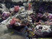 Human skull scorpion fish - 20/10/22