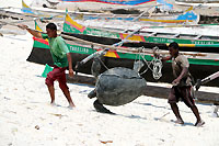 Sea turtle,  Salary beach, vezo country - 23/10/13