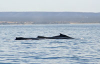 Three humpback whales humps  - 01/09/13