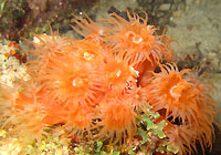 Orange cup coral - 09/12/12