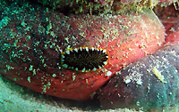 Flat worm on sea cucumber - 15/08/15