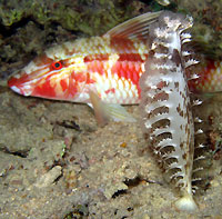 Sea-pen and lonbbarbed goatfish - 19/01/13