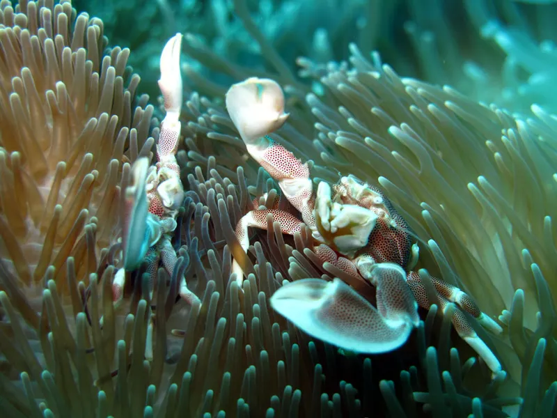 Porcelain crabs raising claws in a anemon