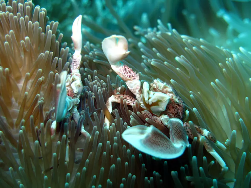 Crabes porcelaine levant leurs pinces dans une anémone