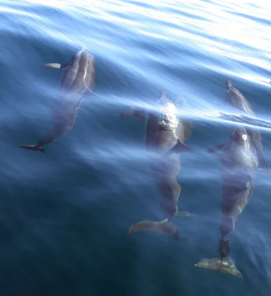 Three dolphins through transparent water