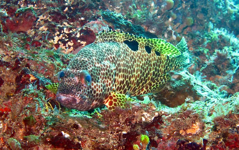 Grouper wondering if the photographer spotted it