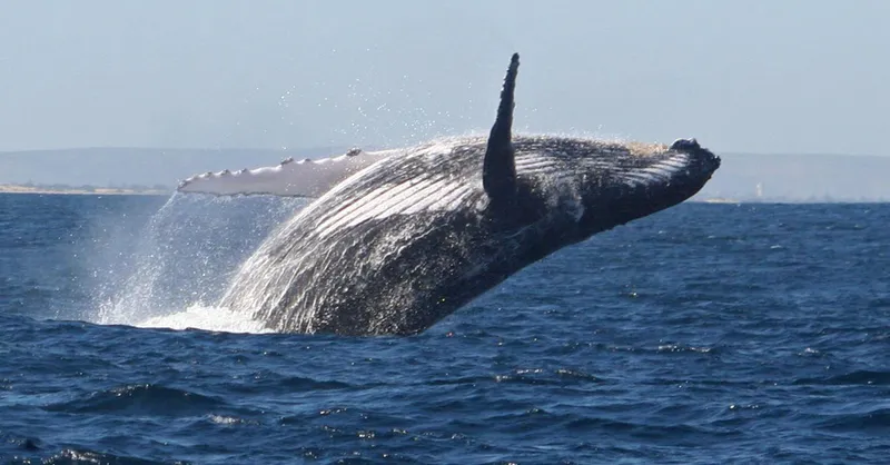 breaching humpback whale