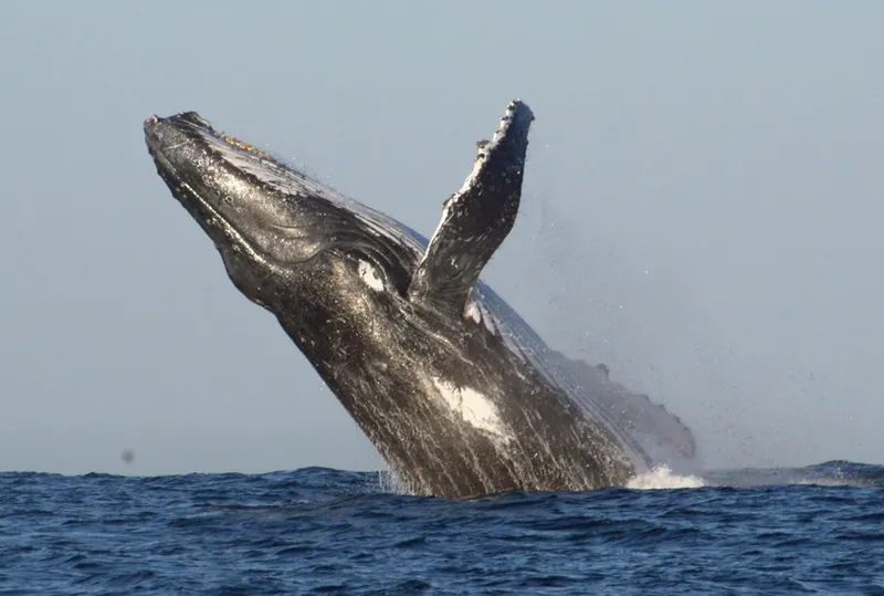 breaching humpback whale