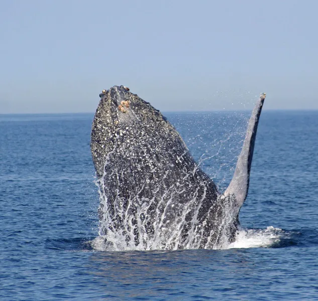 Humpback whale breaking the sea surface