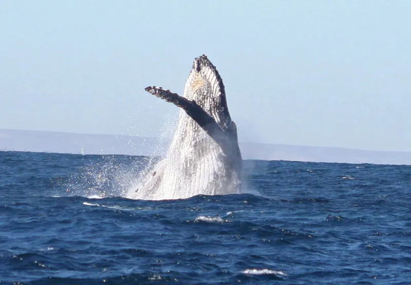 breaching humpback whale