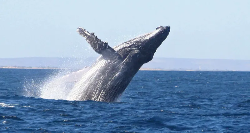 breaching humpback whale