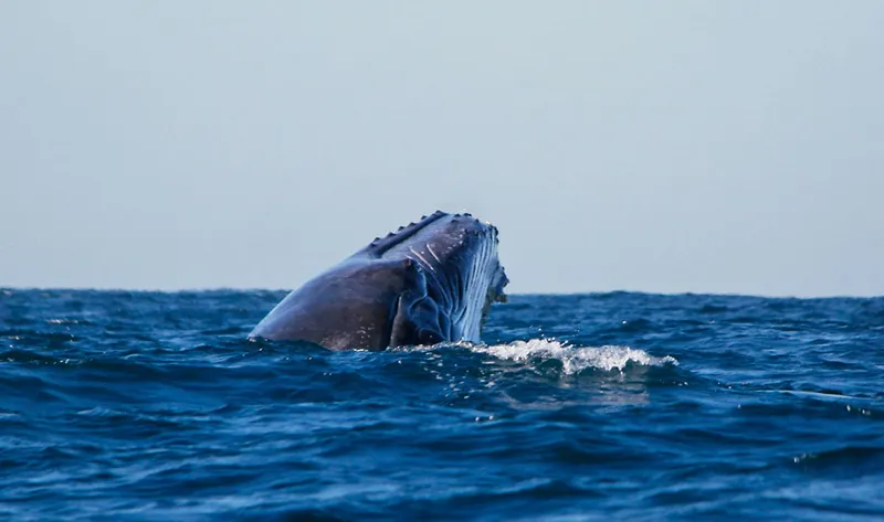 Museau de baleine à bosse hors de l'eau