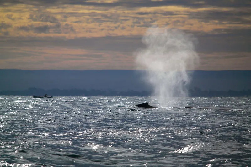 Nuage d'un souffle de baleine à bosse