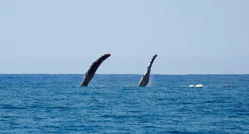 Deux nageoires pectorales de baleine à bosse