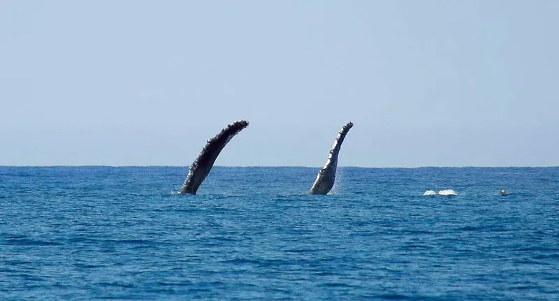 Photo diving Madagascar