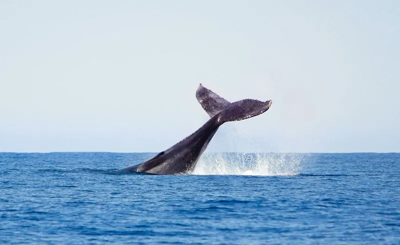 Baleine à bosse qui frappe de sa caudale