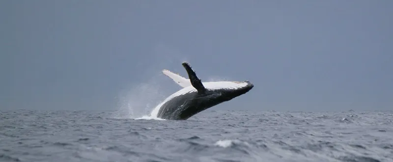 Baleine à bosse en plein vol
