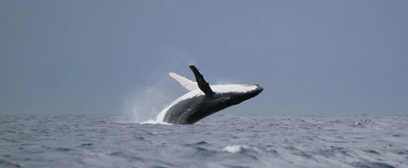 Photo diving Madagascar