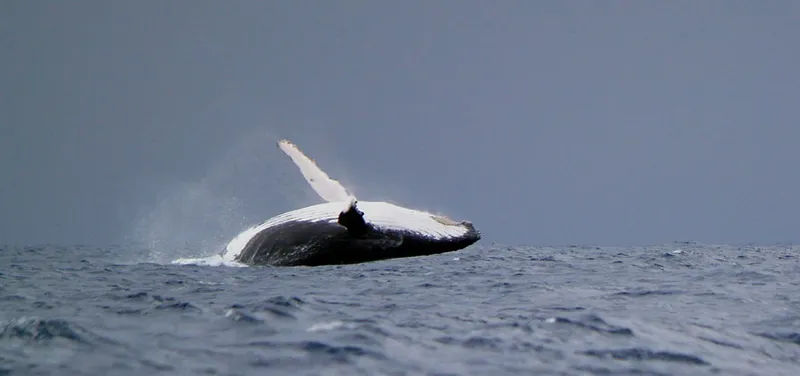 Baleine à bosse à l'amerrissage