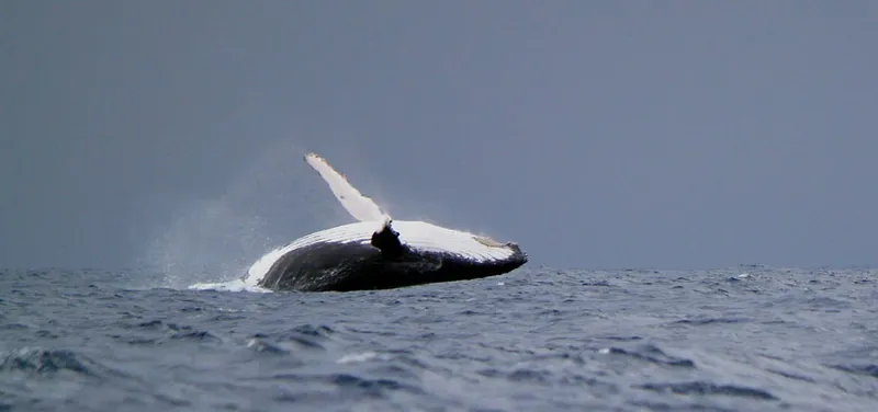 Photo diving Madagascar