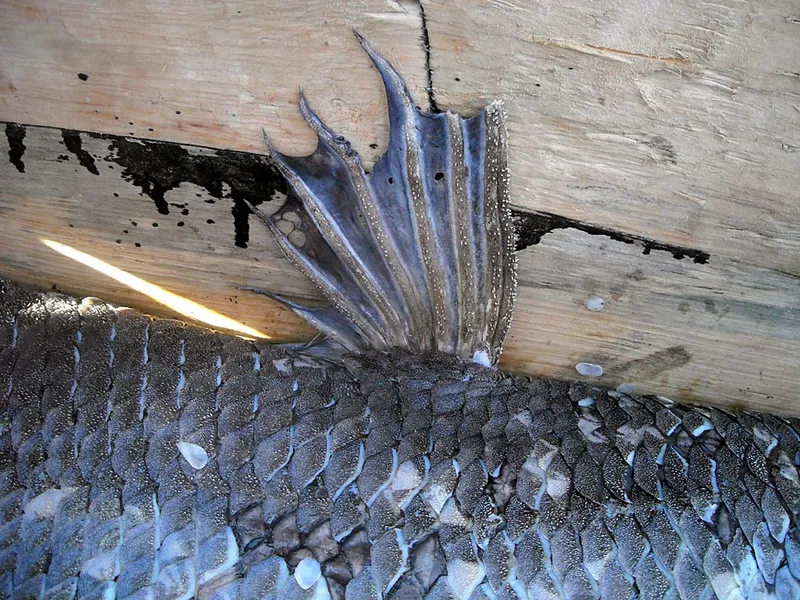 Dorsal fin of a coelacanthus fished at Firenemasay