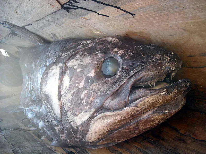 Bouche et oeil d'un coelacanthe pêché à Firenemasay