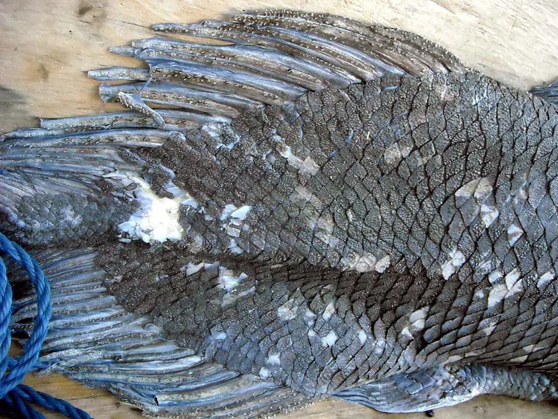 Caudal fin of a coelacanthus fished at Firenemasay