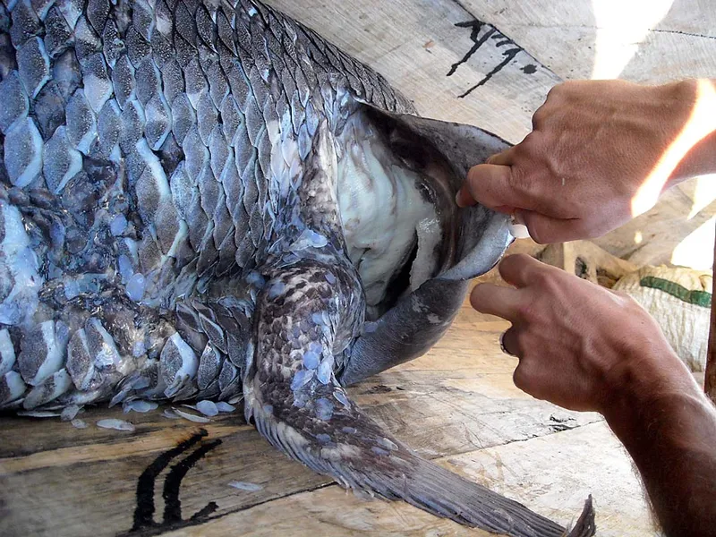 L'ouïe d'un coelacanthe pêché à Firenemasay