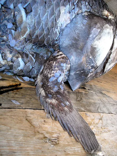  Pectoral fin of a Coelacanthus fished at Firenemasay