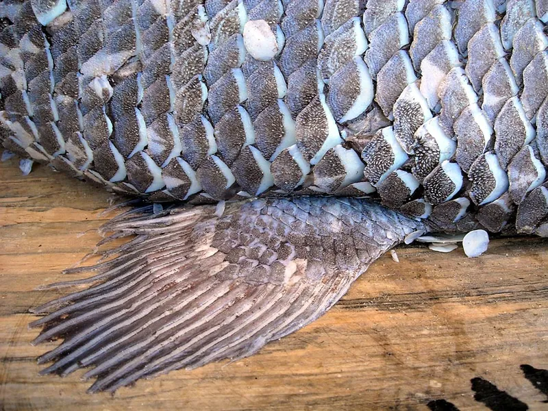 Nageoire anale d'un coelacanthe pêché à Firenemasay