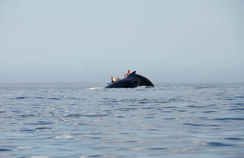  The whale humpback hides the whalewatchers boat