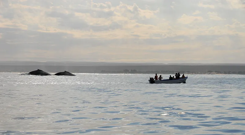  In the morning light, humpback whales and whalewatchers