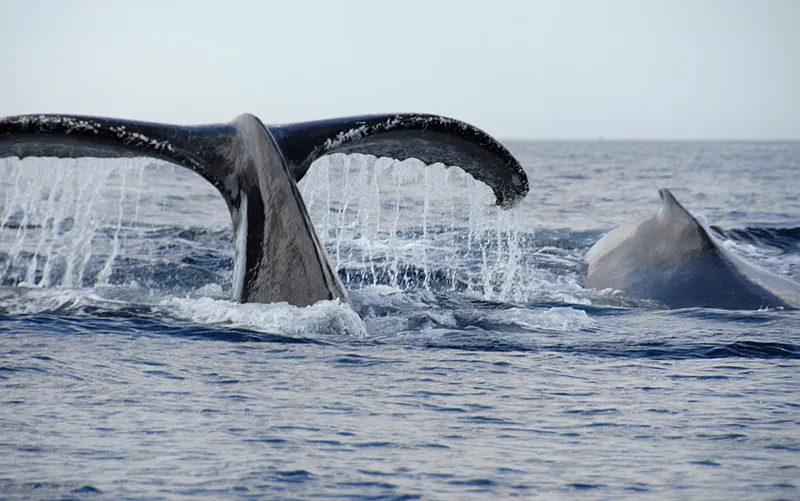 Une nageoire caudale, un aileron dorsal de baleines à bosse