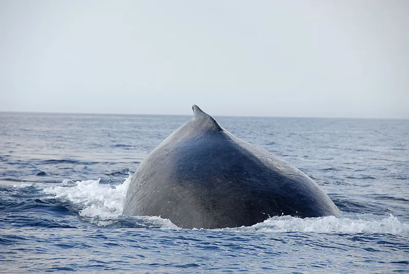 Une baleine à bosse s'apprête à plonger