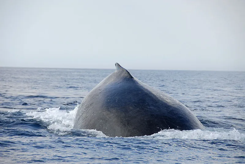  A humpback whale ready to dive