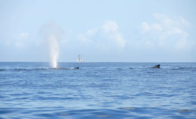 Deux baleines en surface, mer calme, une goëlette au loin