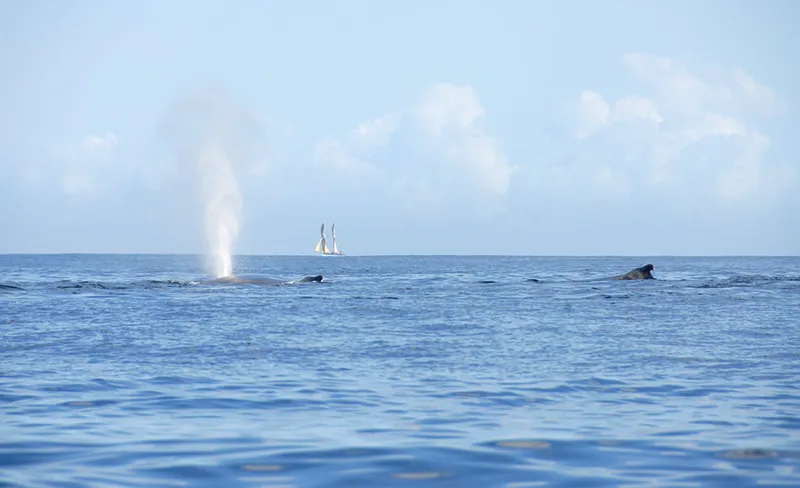 Two whales on surface, flat sea and a schooner far away