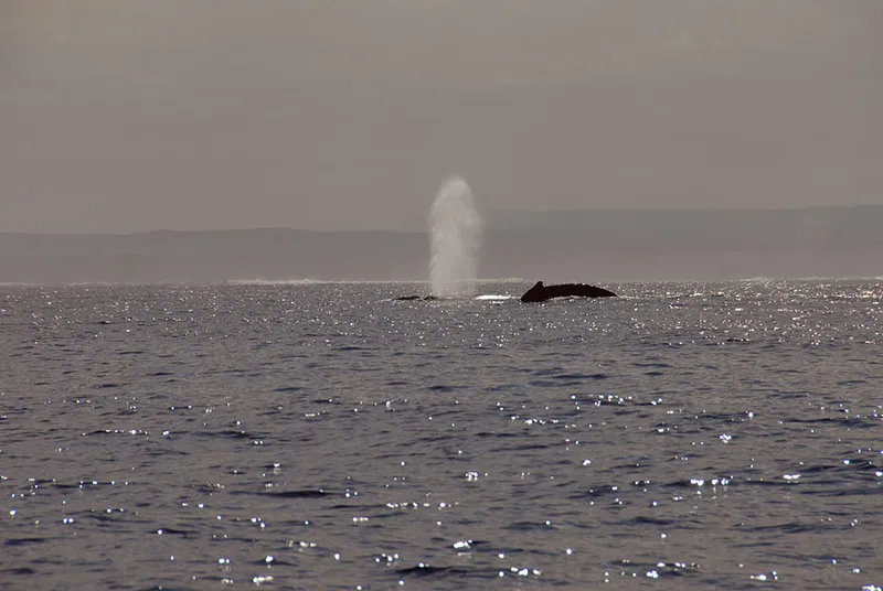 Une baleine souffle, le soir