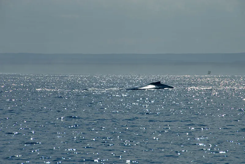 Baleine en surface, contrejour