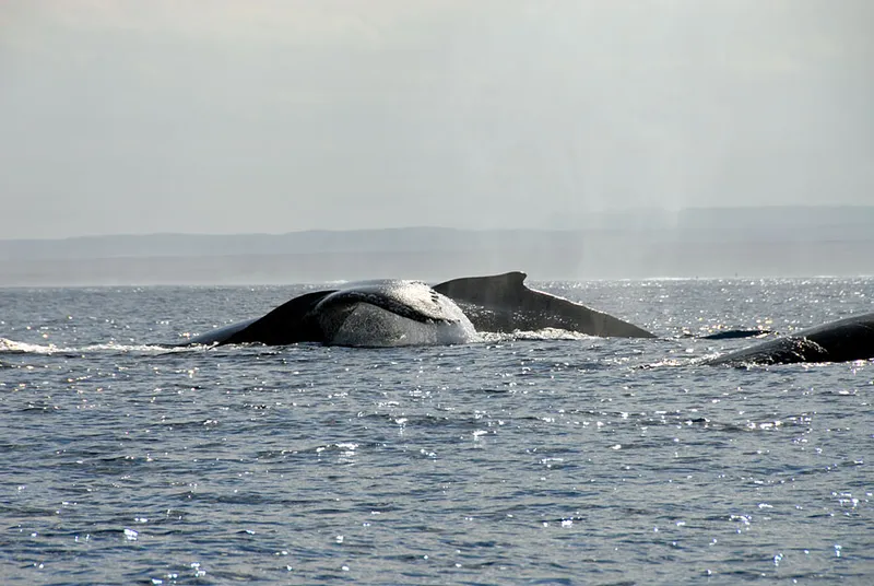 Humpback whales on surface