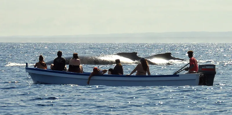 Un bateau d'observateurs de baleines à bosse, deux baleines à bosse, la ligne de côte d'Ifaty