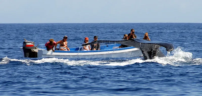 Nageoire caudale de baleine à bosse et bateau d'observateurs