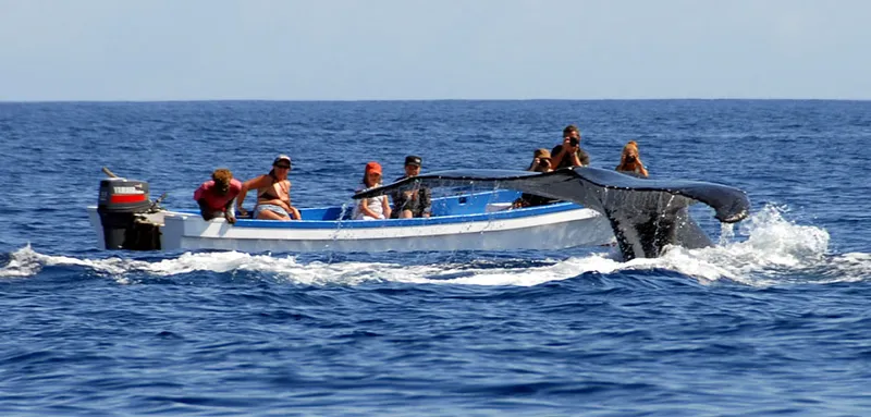 Humpback whale big caudal fin and a whalewatching boat