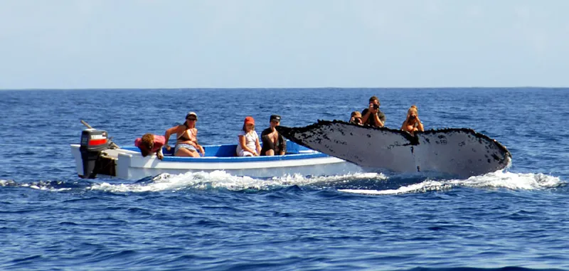 Nageoire caudale de baleine à bosse et bateau d'observateurs