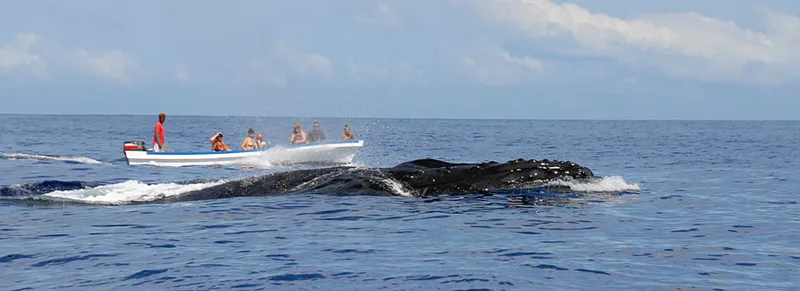 Deux baleines à bosse en surface et un bateau d'observateurs