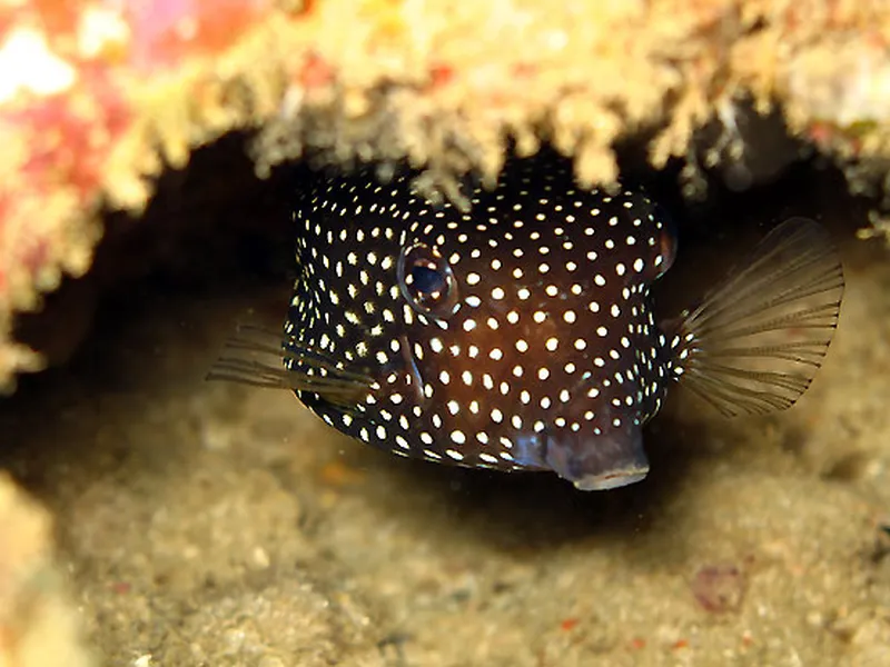 Photo diving Madagascar