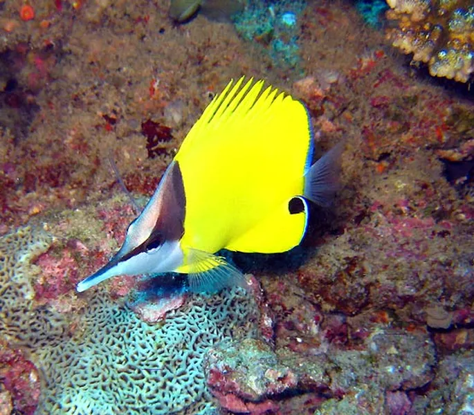 Photo diving Madagascar