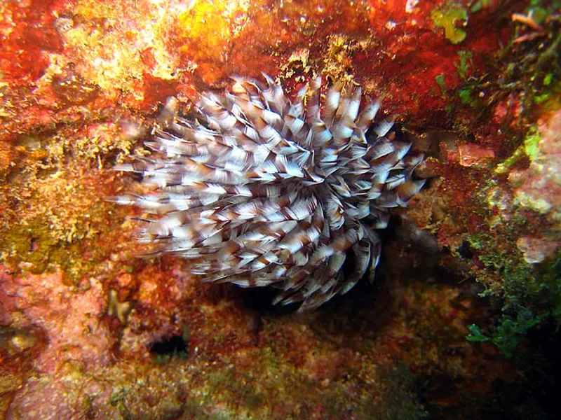 Photo diving Madagascar